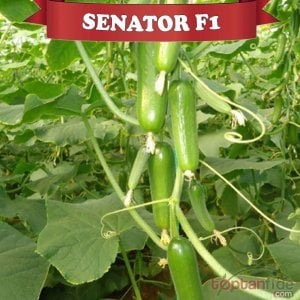 Senator F1 Silor Hıyar Fidesi