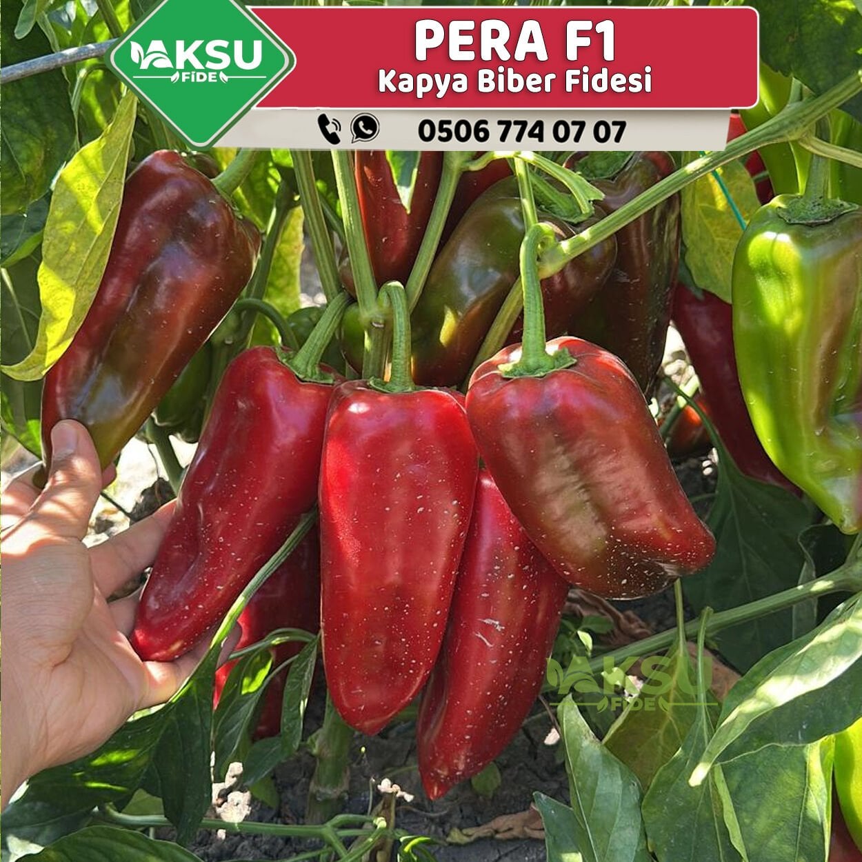Pera F1 Kapya Biber Fidesi