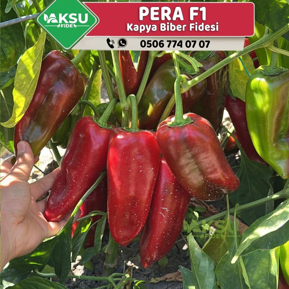 Pera F1 Kapya Biber Fidesi