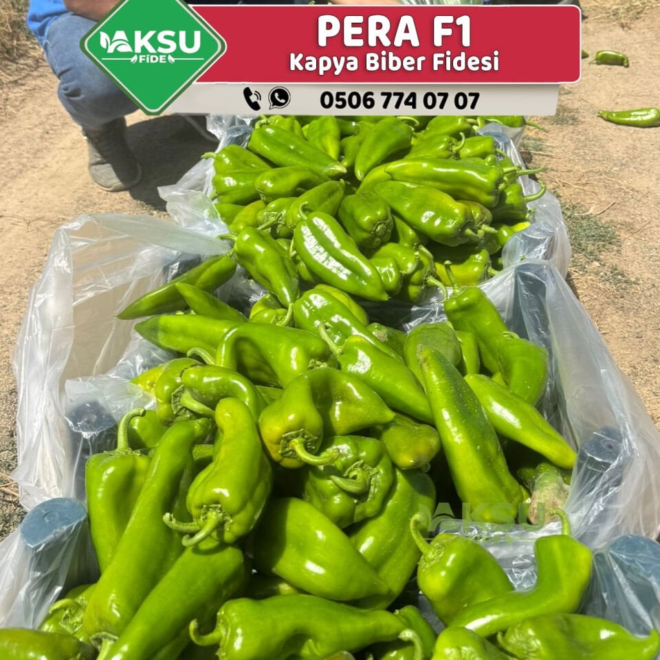 Pera F1 Kapya Biber Fidesi