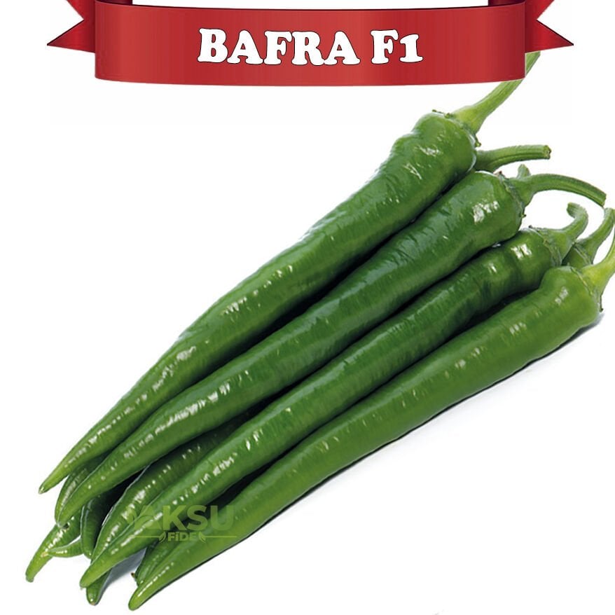 Bafra F1  Acı Sivri Biber Tohumu