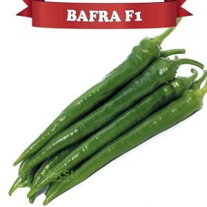 Bafra F1  Acı Sivri Biber Tohumu
