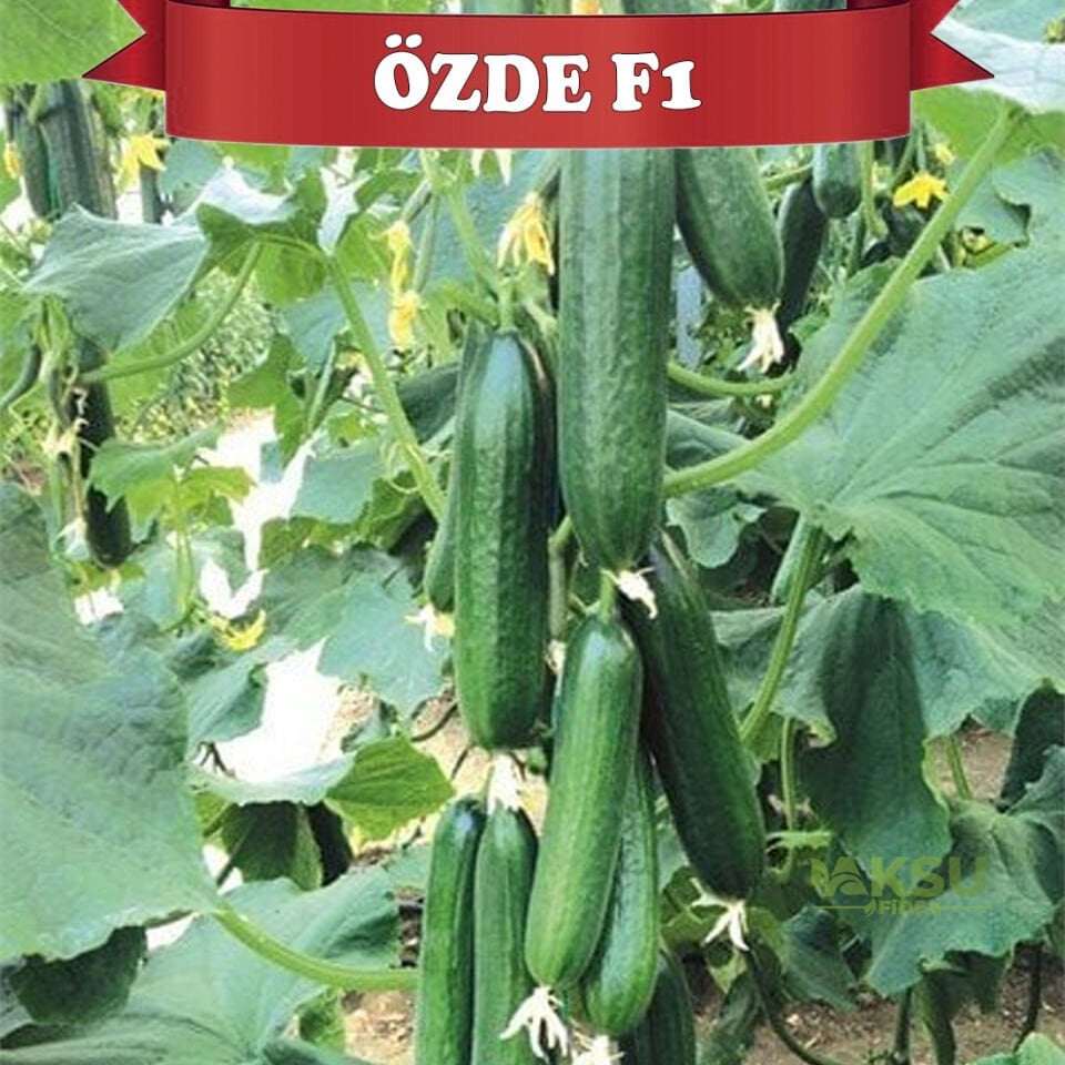 Özde F1 Sırık Hıyar Fidesi