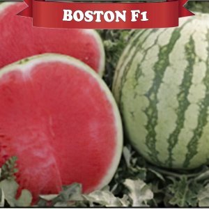 Boston F1 Çekirdeksiz Karpuz Fidesi