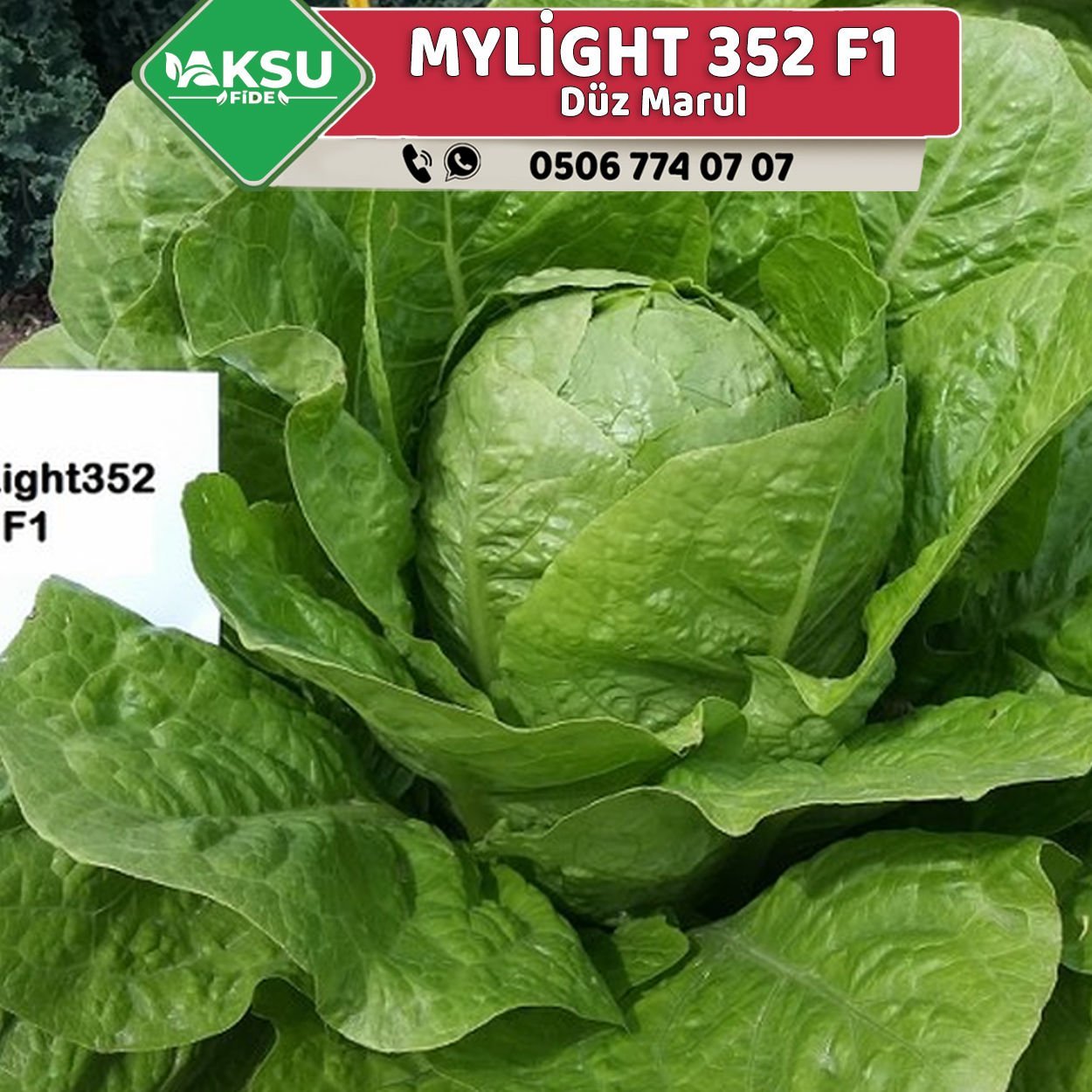 Mylight 352 F1 Düz Marul Fidesi