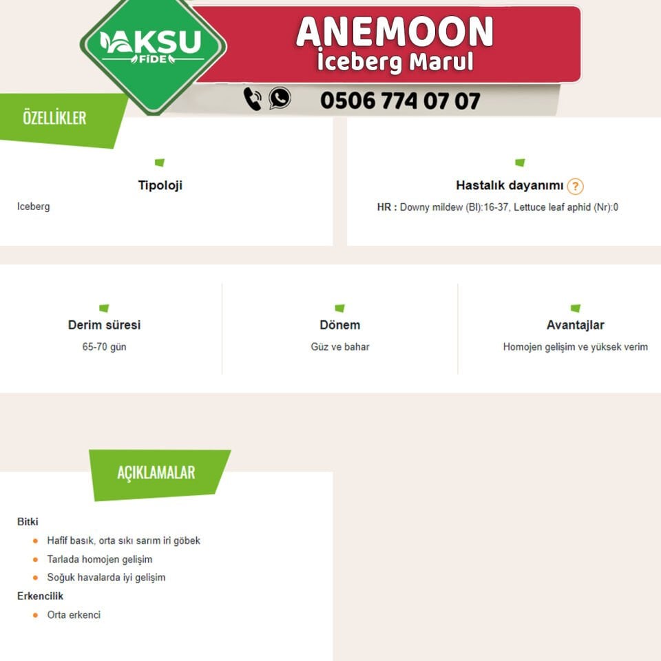 Anemoon İceberg Marul Fidesi