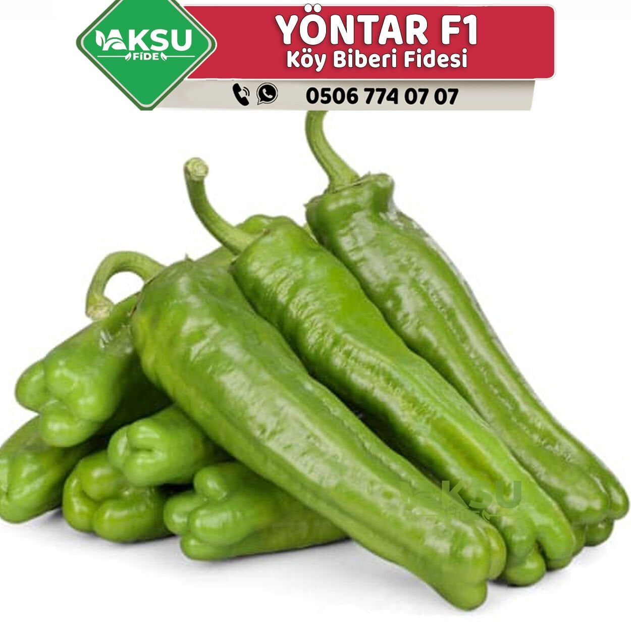 Yöntar F1 Köy Biberi Fidesi