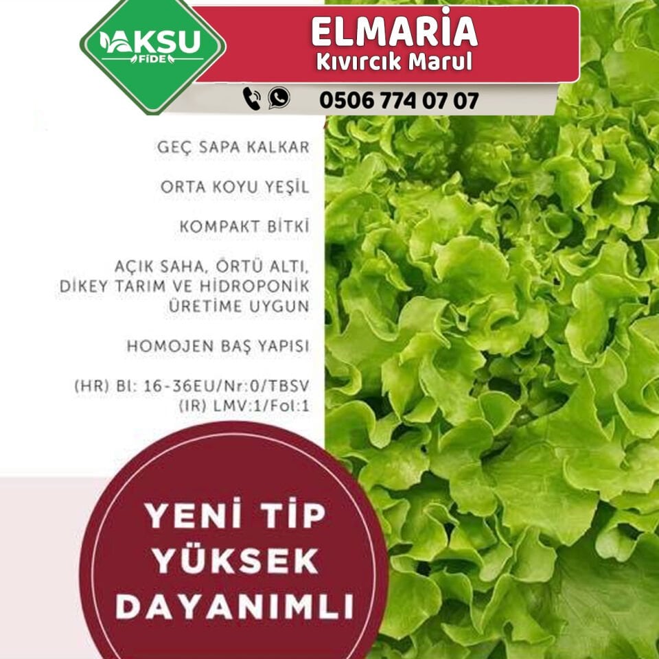 Elmaria Kıvırcık Marul Fidesi