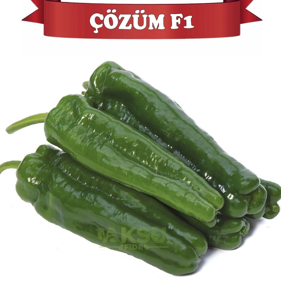 Çözüm F1 Kahvaltılık Acı Köy Biberi Fidesi