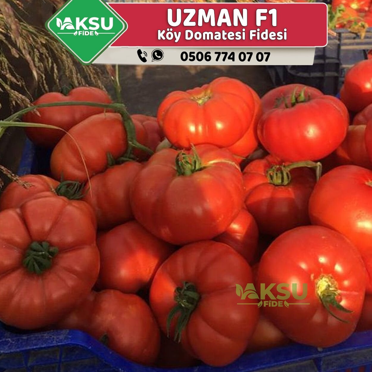 Uzman F1 Köy Domatesi Fidesi