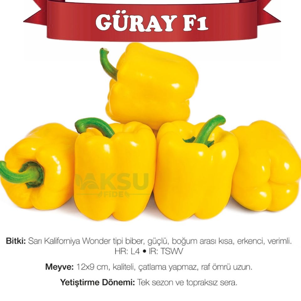 Güray F1 Sarı California Wonder Biber Tohumu
