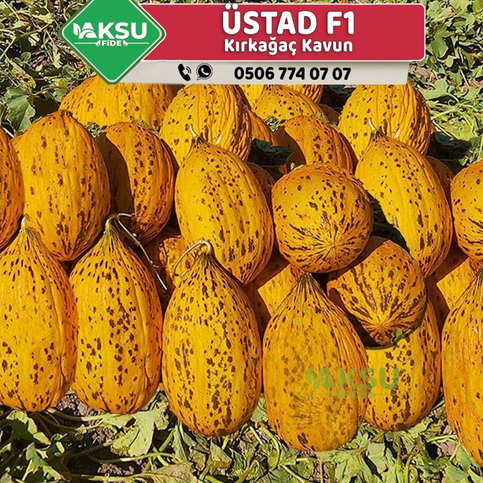 Üstad F1 Kırkağaç Kavun Fidesi