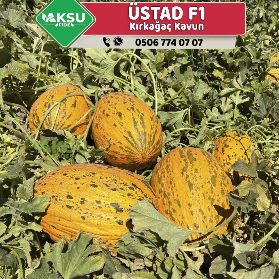 Üstad F1 Kırkağaç Kavun Fidesi