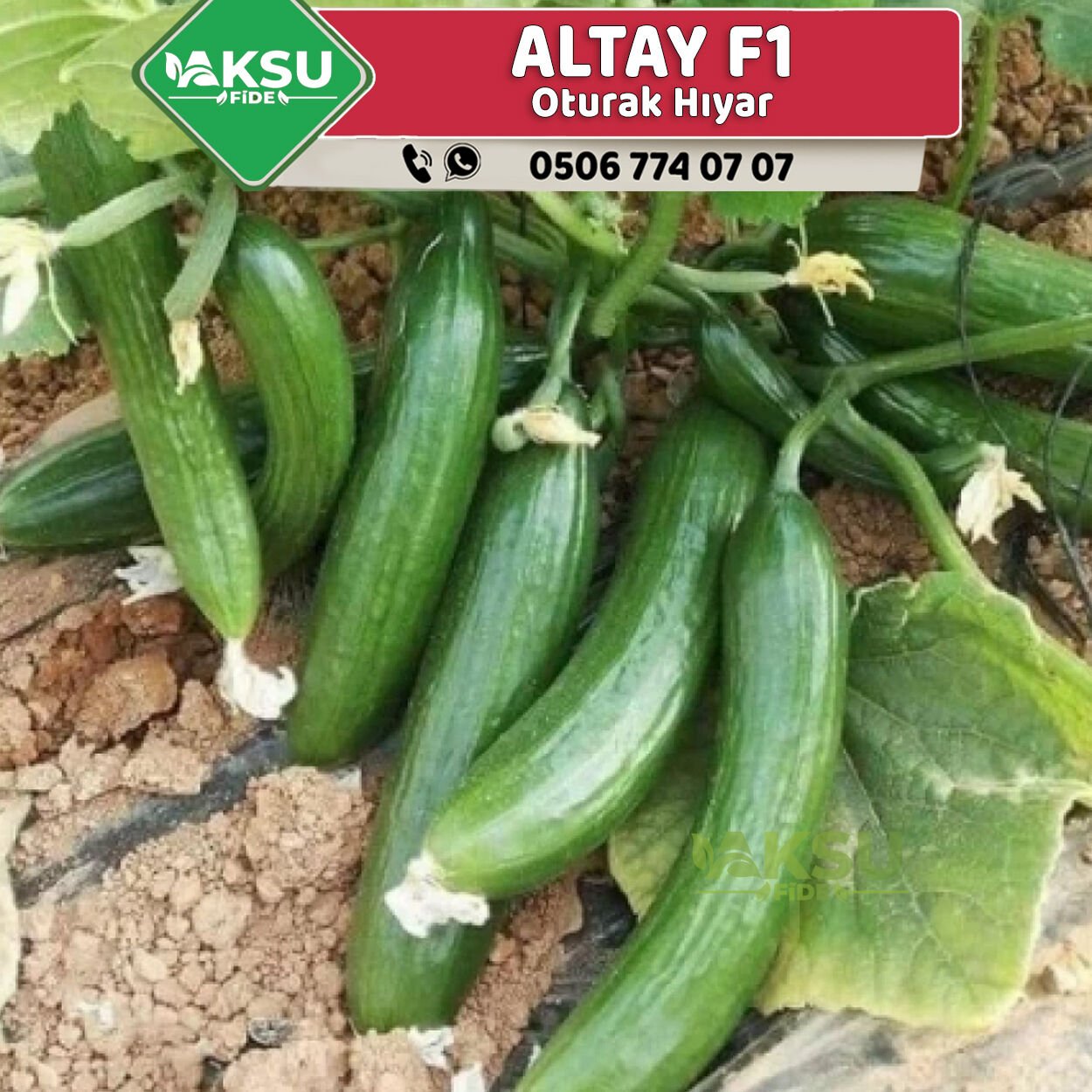 Altay F1 Oturak Hıyar Fidesi