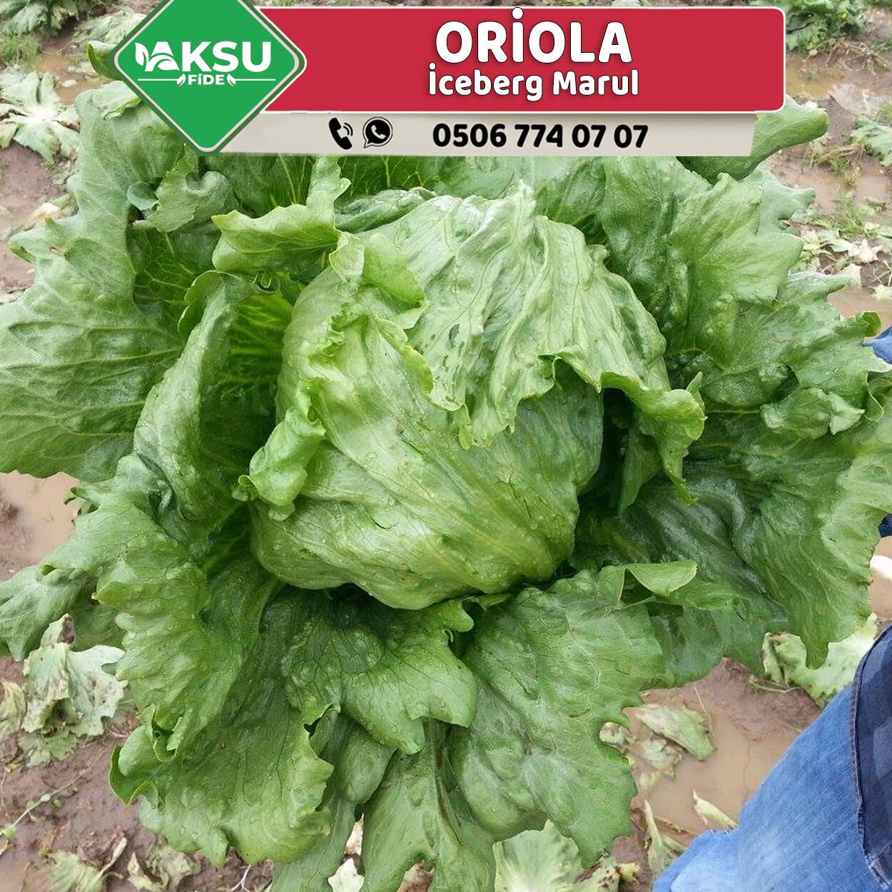 Oriola İceberg Marul Fidesi