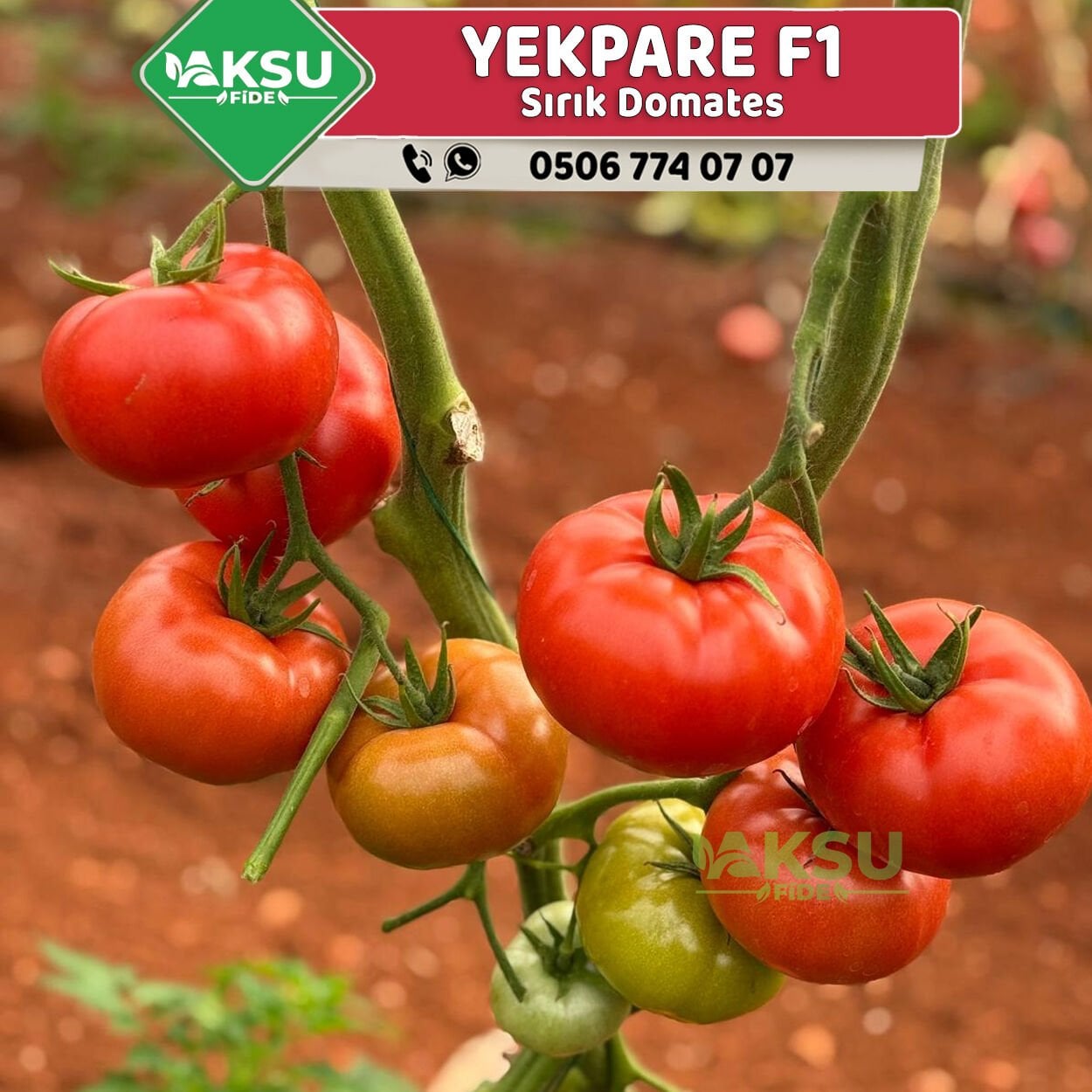 Yekpare F1 Sırık Domates Fidesi