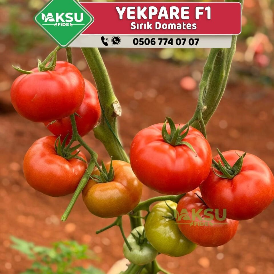 Yekpare F1 Sırık Domates Fidesi
