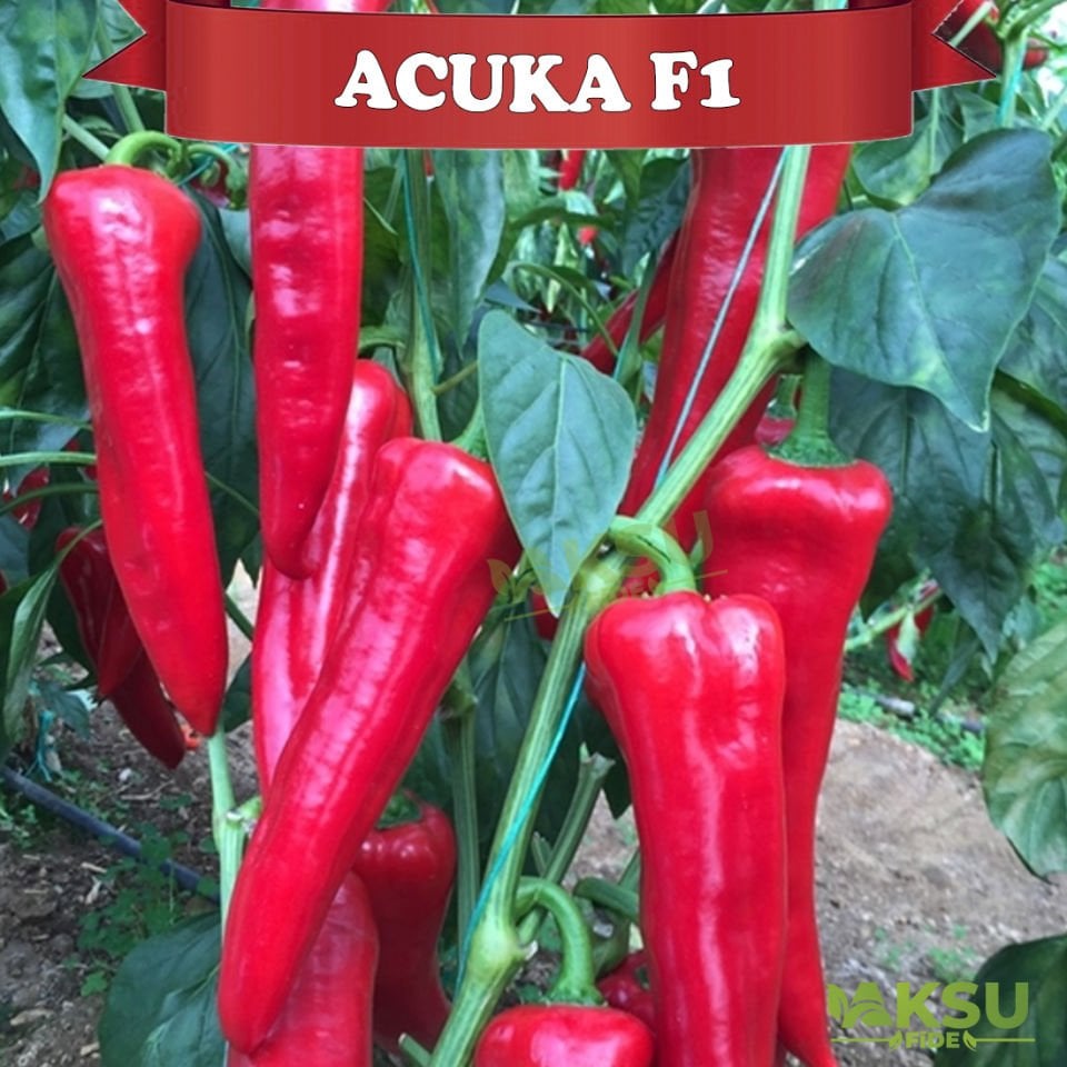 Acuka F1 Acı Kapya Biber Tohumu