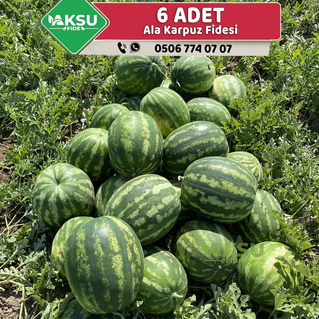 6 Adet Ala Karpuz Fidesi