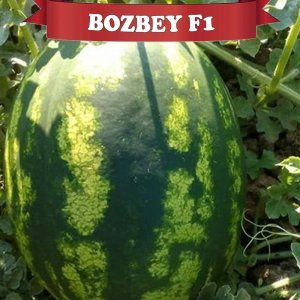 Bozbey F1 Karpuz Fidesi