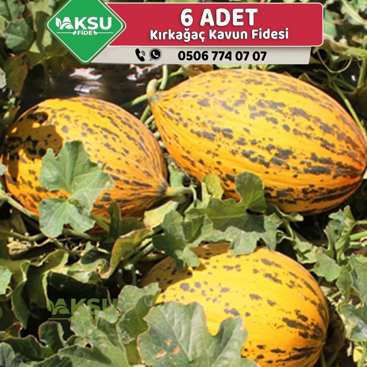 6 Adet Kırkağaç Kavun Fidesi