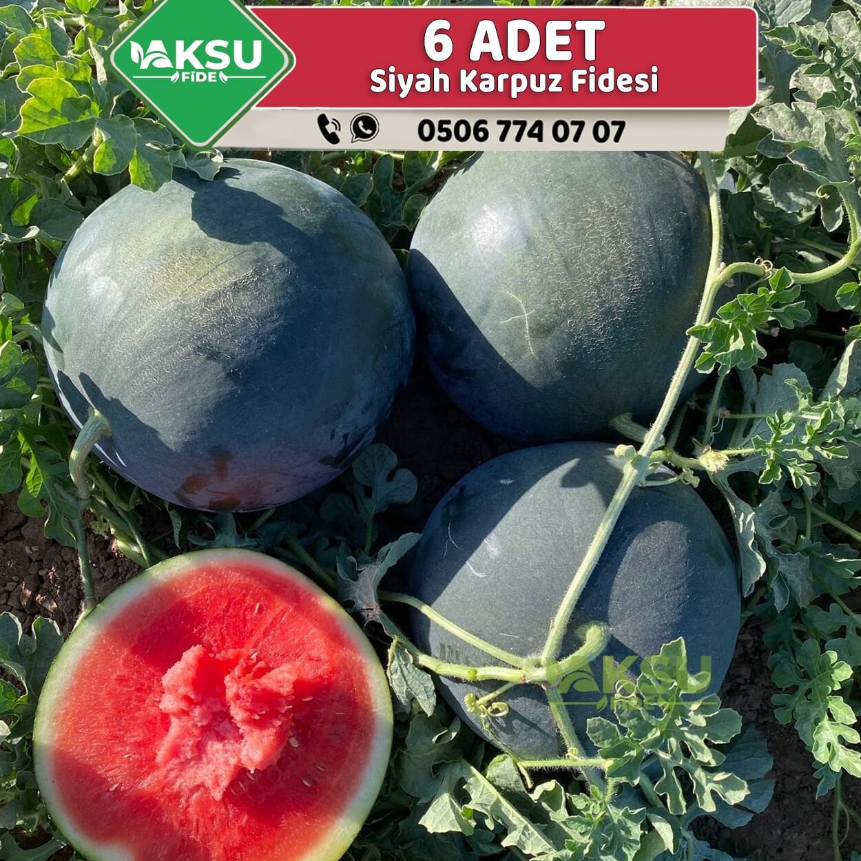6 Adet Siyah Karpuz Fidesi
