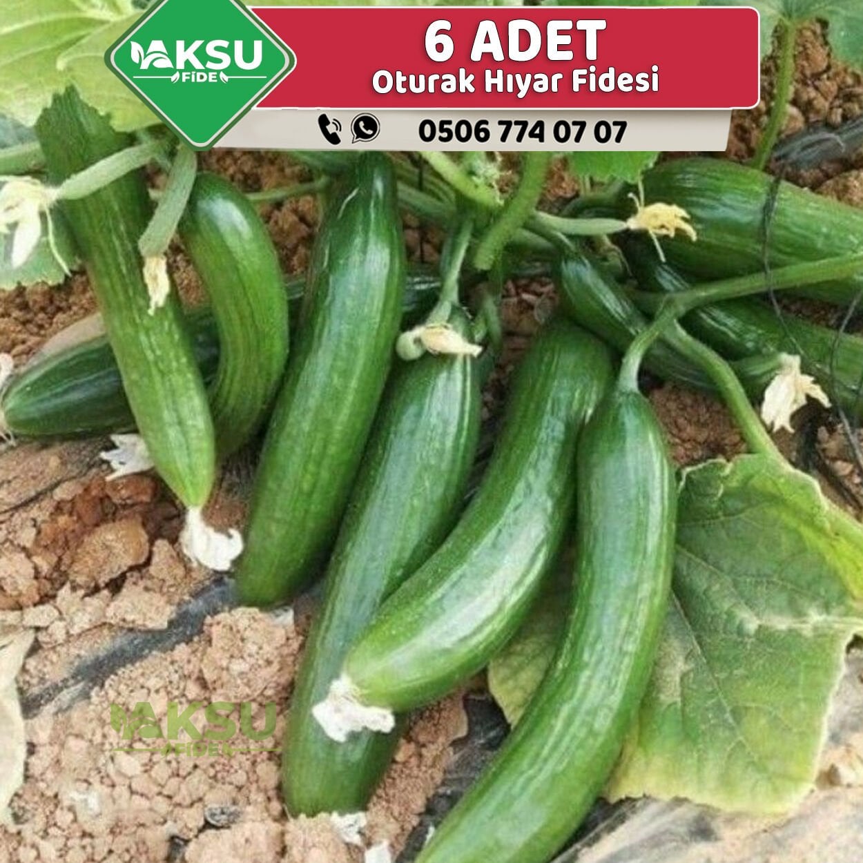 6 Adet Oturak Hıyar Fidesi