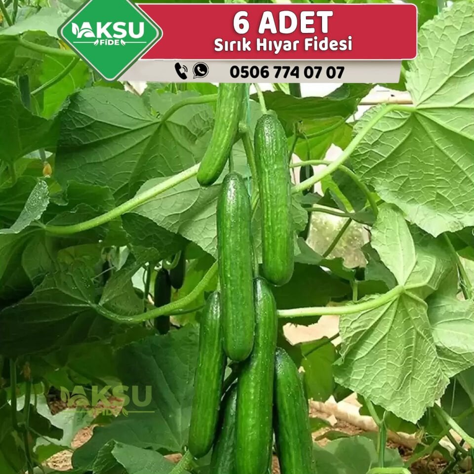 6 Adet Sırık Hıyar Fidesi