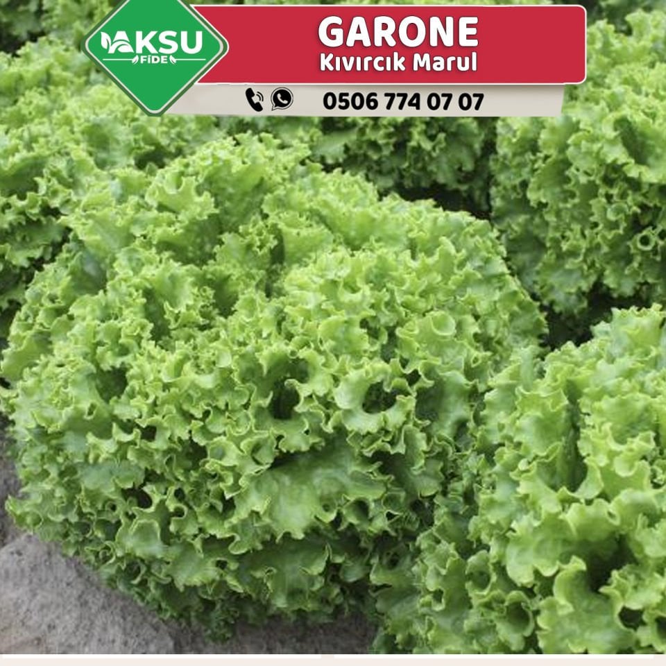 Garone Kıvırcık Marul Fidesi