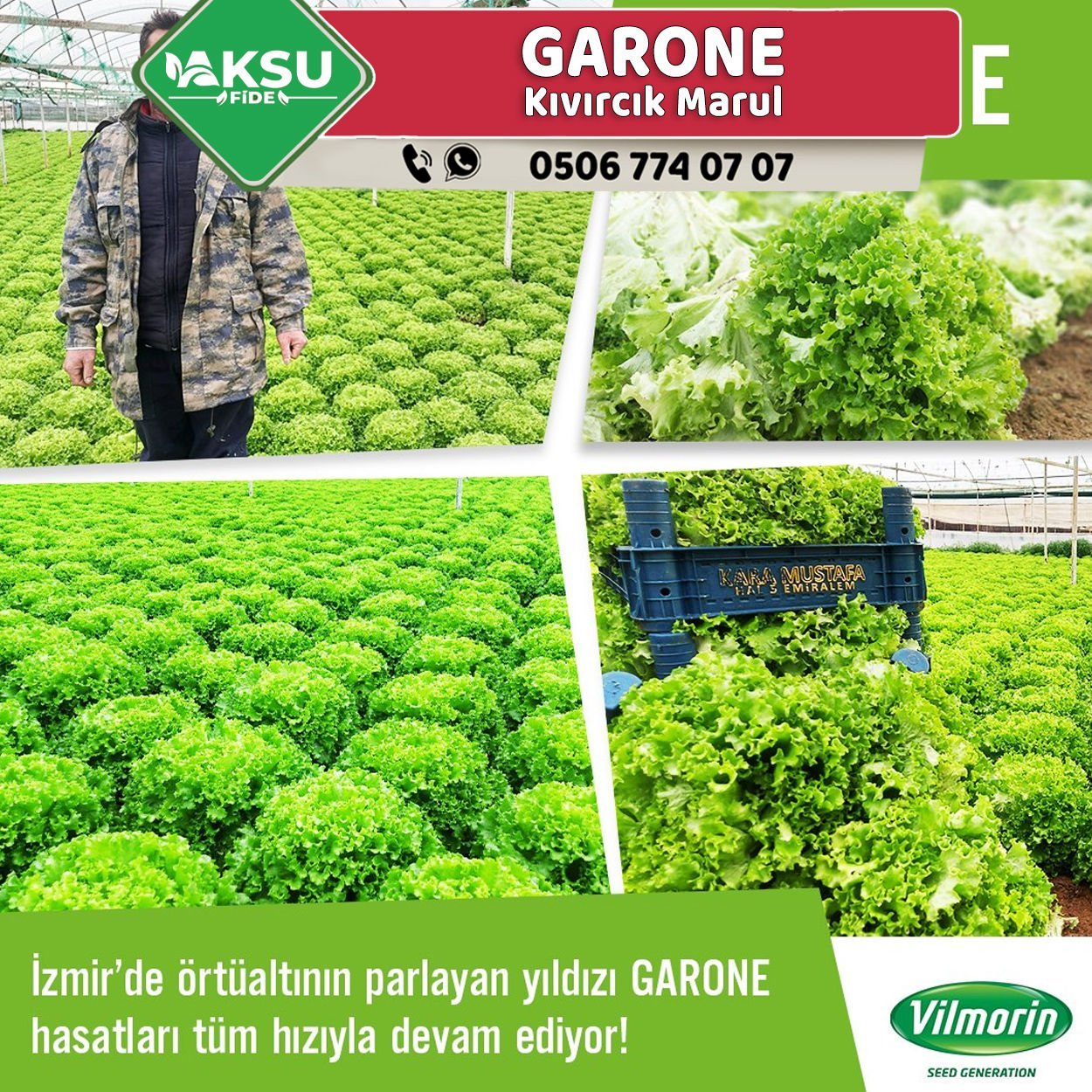 Garone Kıvırcık Marul Fidesi
