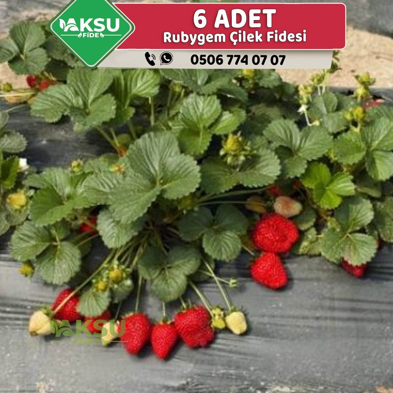 6 Adet Rubygem Çilek Fidesi