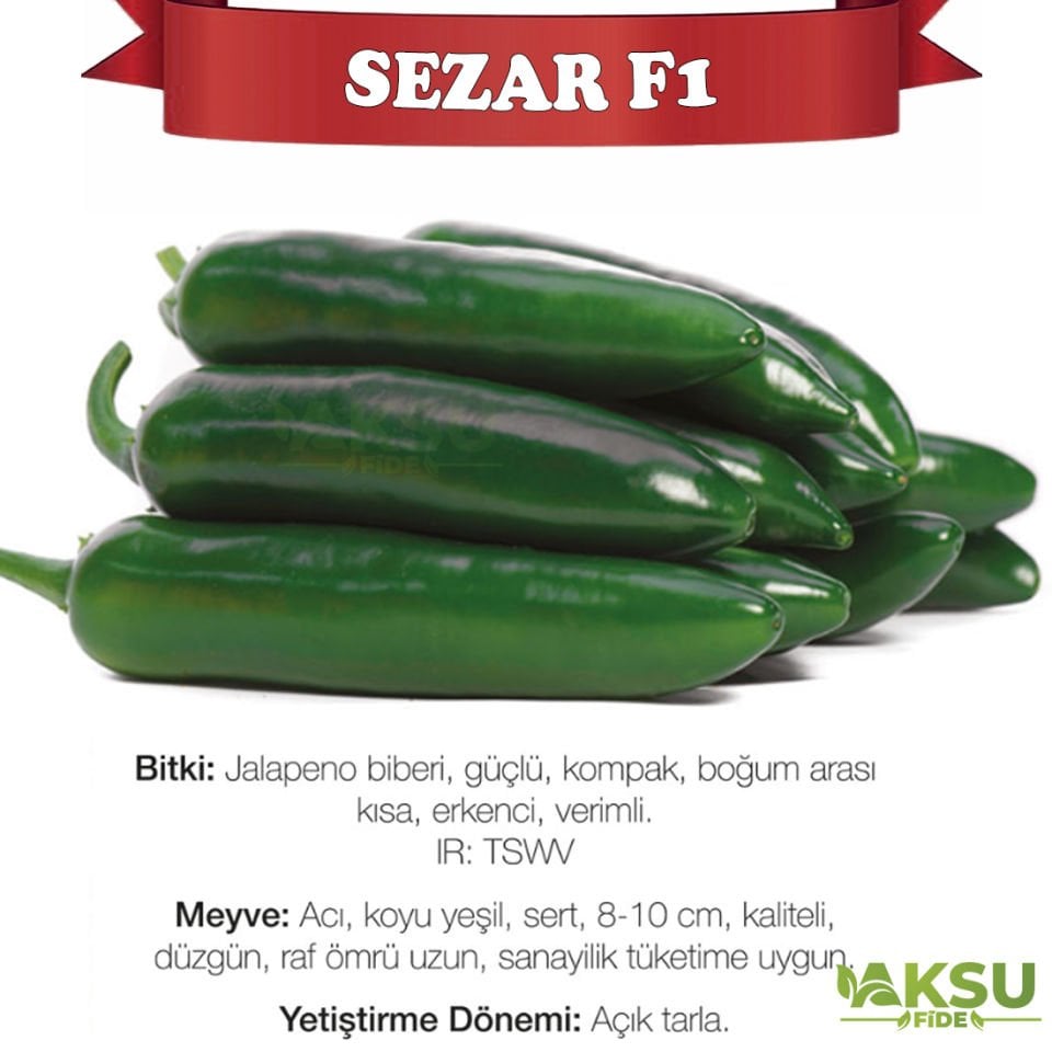 Sezar F1 Tarlalık Jalepon Biber Fidesi