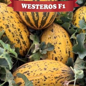 Westeros F1 Kavun Fidesi