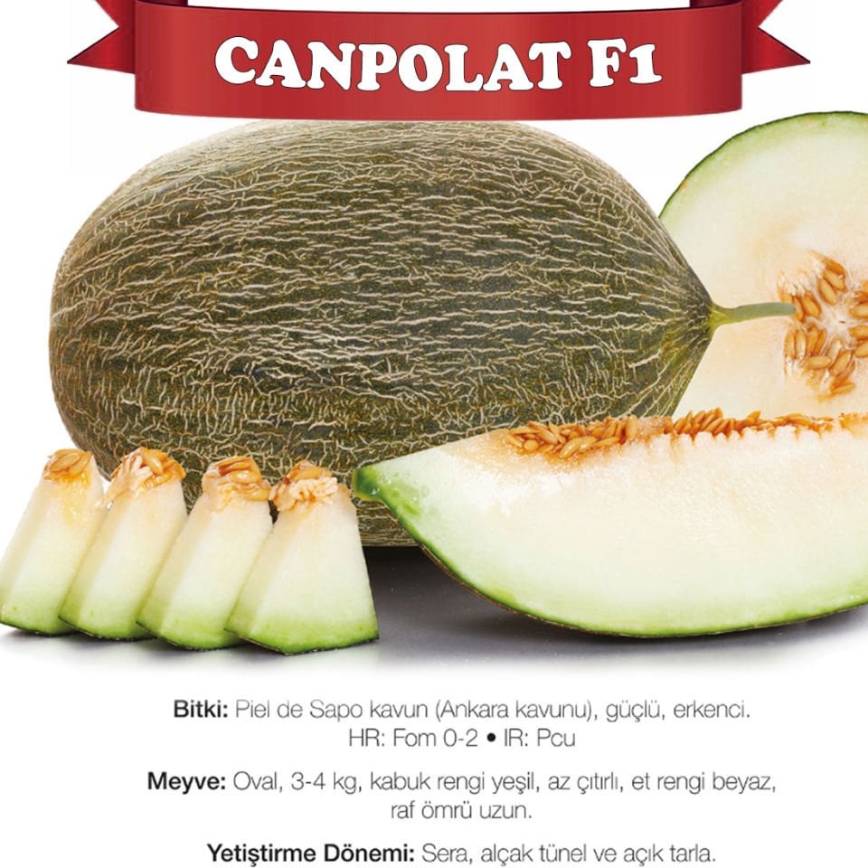 Canpolat F1 Ankara Kavunu Fidesi