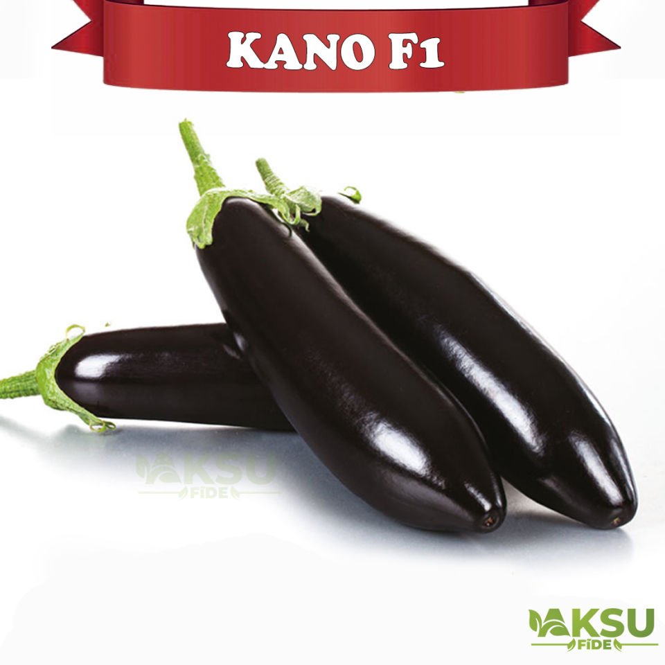 Kano F1 Patlıcan Tohumu