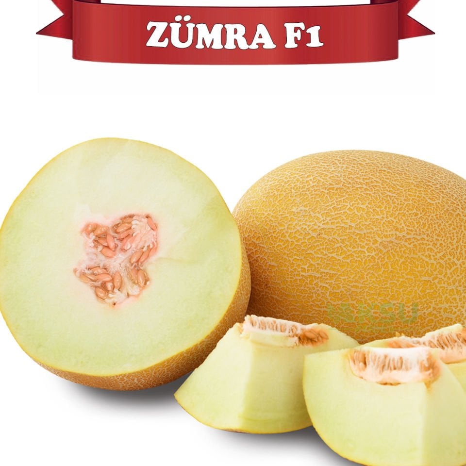 Zümra F1 Kavun Fidesi