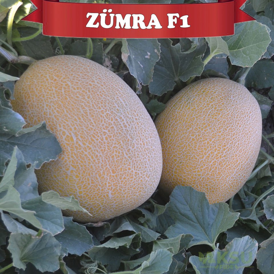 Zümra F1 Kavun Fidesi