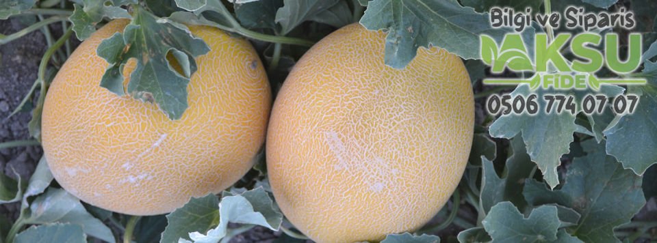 Zümra F1 Kavun Fidesi