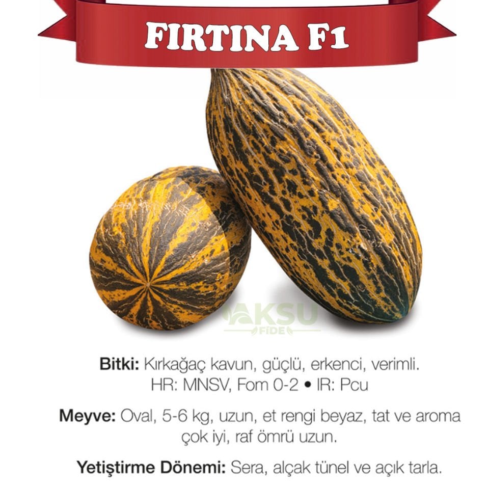 Fırtına F1 Erkenci Kırkağaç Kavun Fidesi