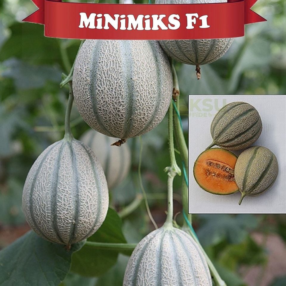 Minimiks F1 Mini Kavun Tohumu