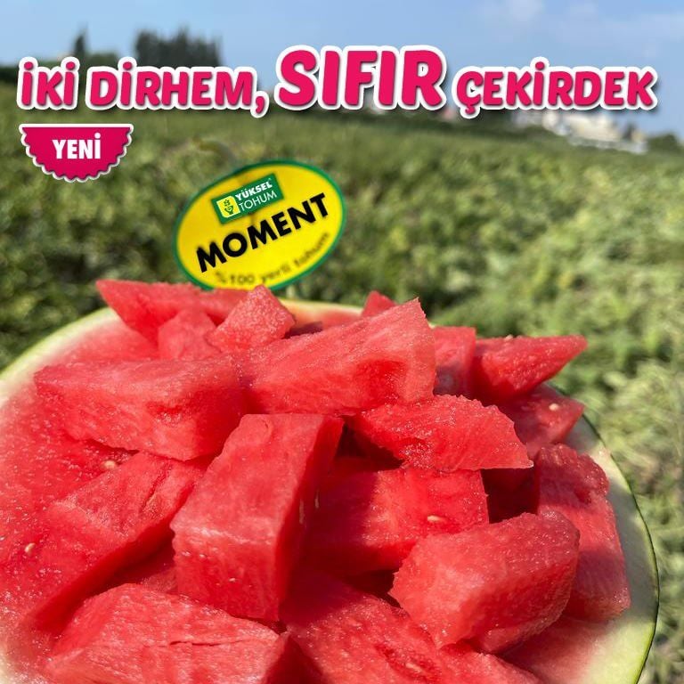 Moment F1 Çekirdeksiz Siyah Karpuz Tohumu