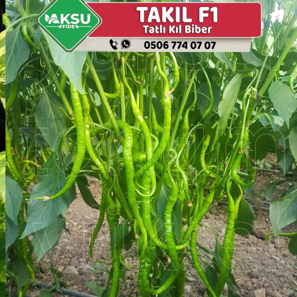 Takıl F1 Tatlı Kıl Biber Fidesi