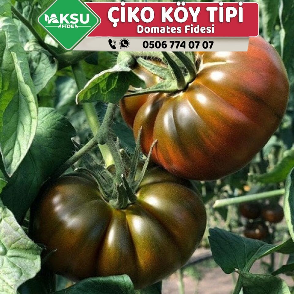 Hibrit Çiko Tipi Köy Domates Fidesi 50 Fideli Viyol