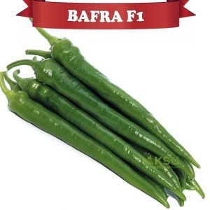 Bafra F1 Acı Sivri Biber Fidesi