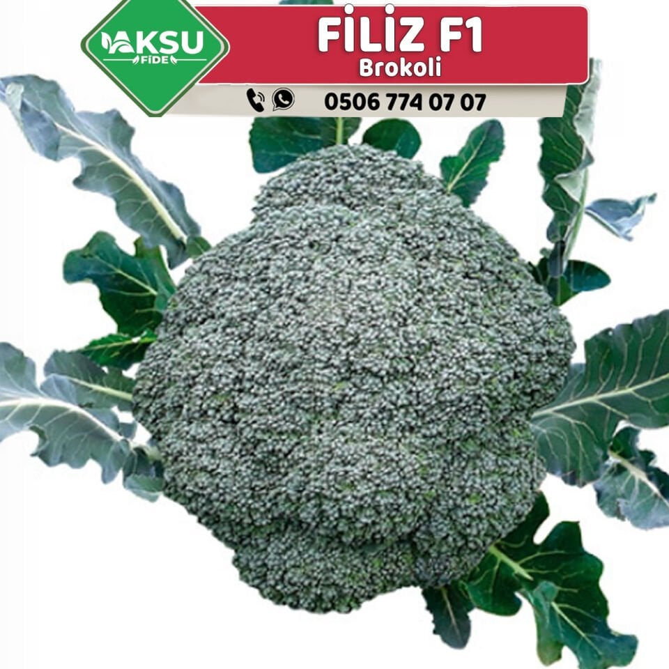 Filiz F1 Çok Erkenci Brokoli Fidesi