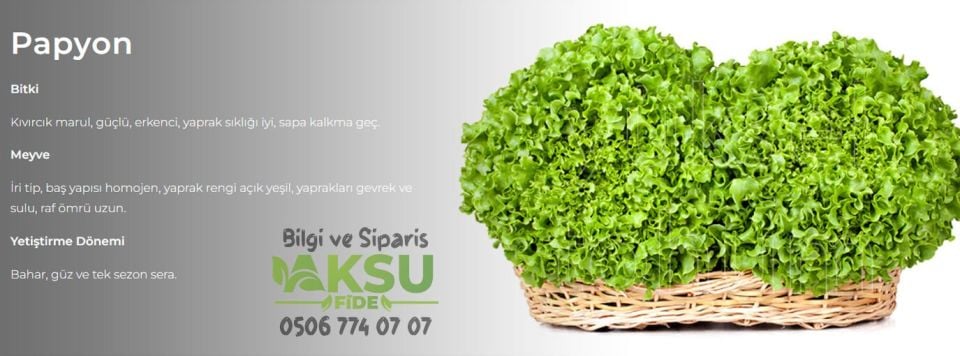 Papyon Kıvırcık Marul Tohumu 10.000 Adet