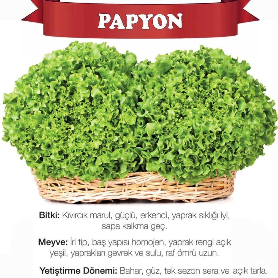 Papyon Kıvırcık Marul Tohumu 10.000 Adet
