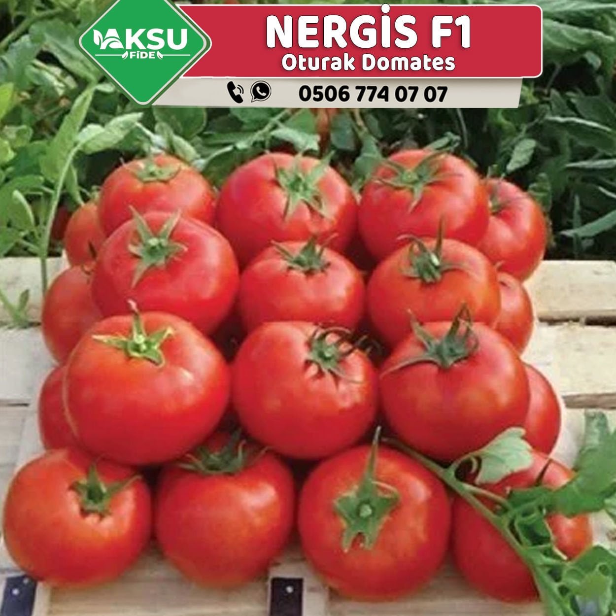 Nergis F1 Oturak Domates Fidesi