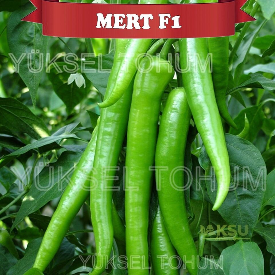 Mert F1 Tatlı Sivri Biber Fidesi