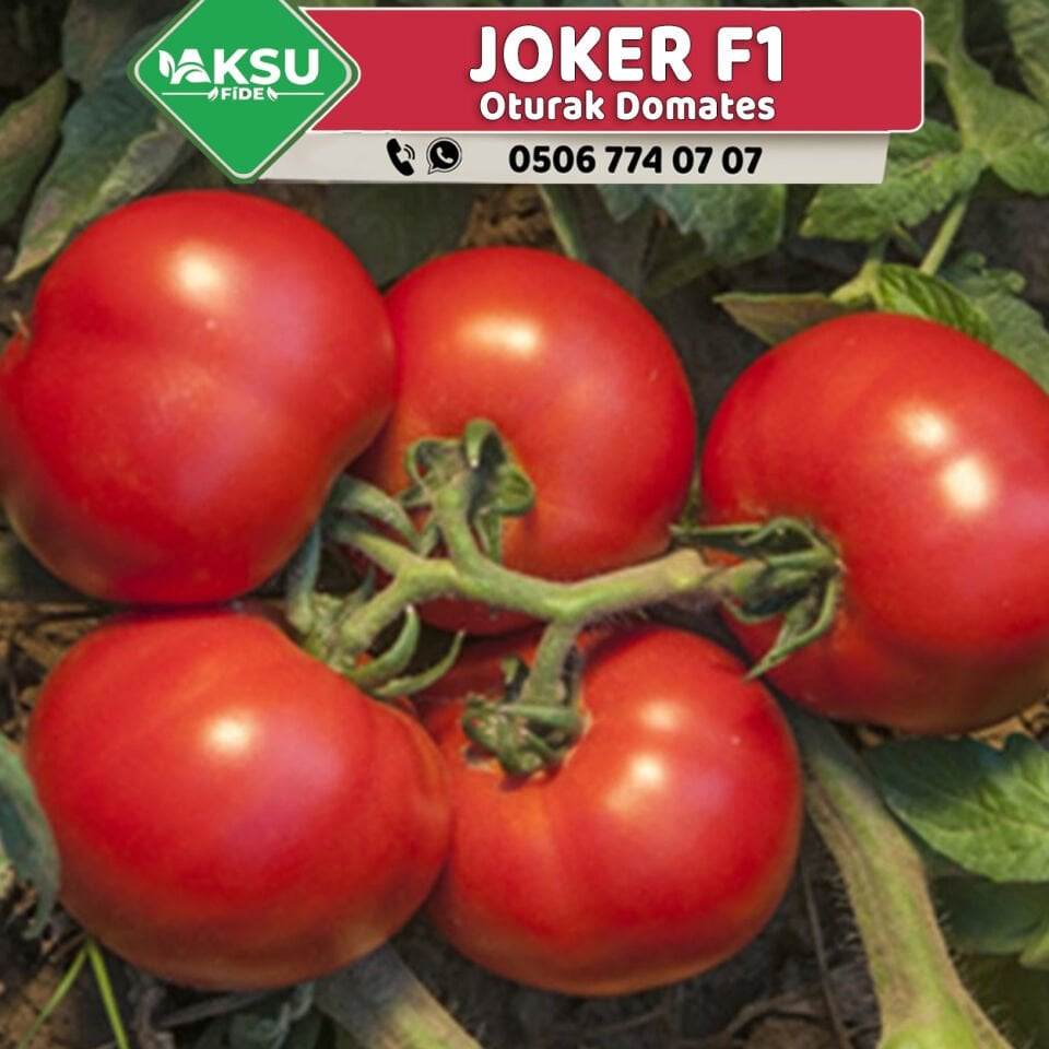 Joker F1 Oturak Domates Fidesi
